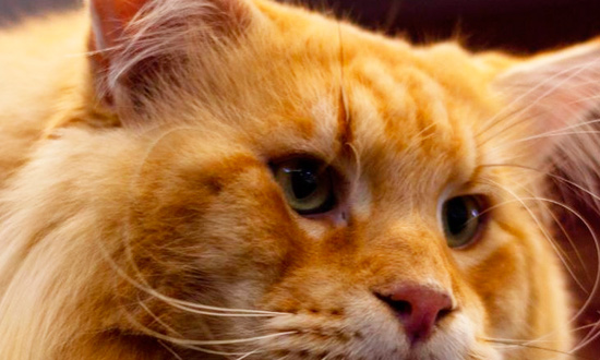 Gatos Supercute prometem conquistar corações em Aracaju neste final de semana