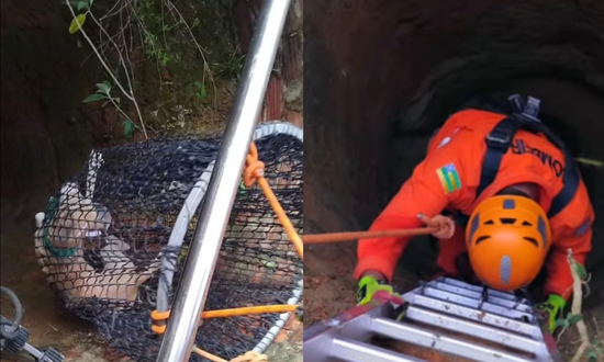 Cachorro salvo por bombeiros em operação de resgate de cisterna em Lagarto